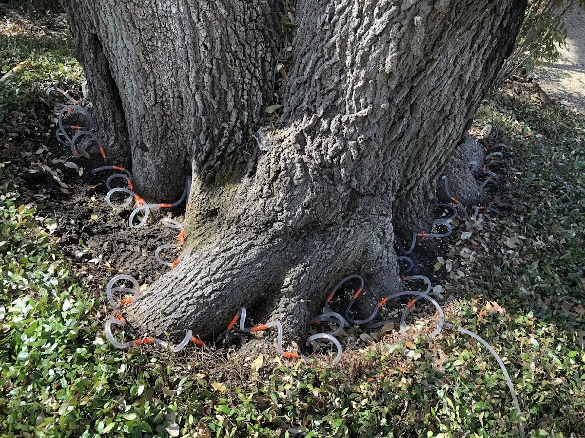 Detailed Tree Cabling and Bracing job site in Chandlerville