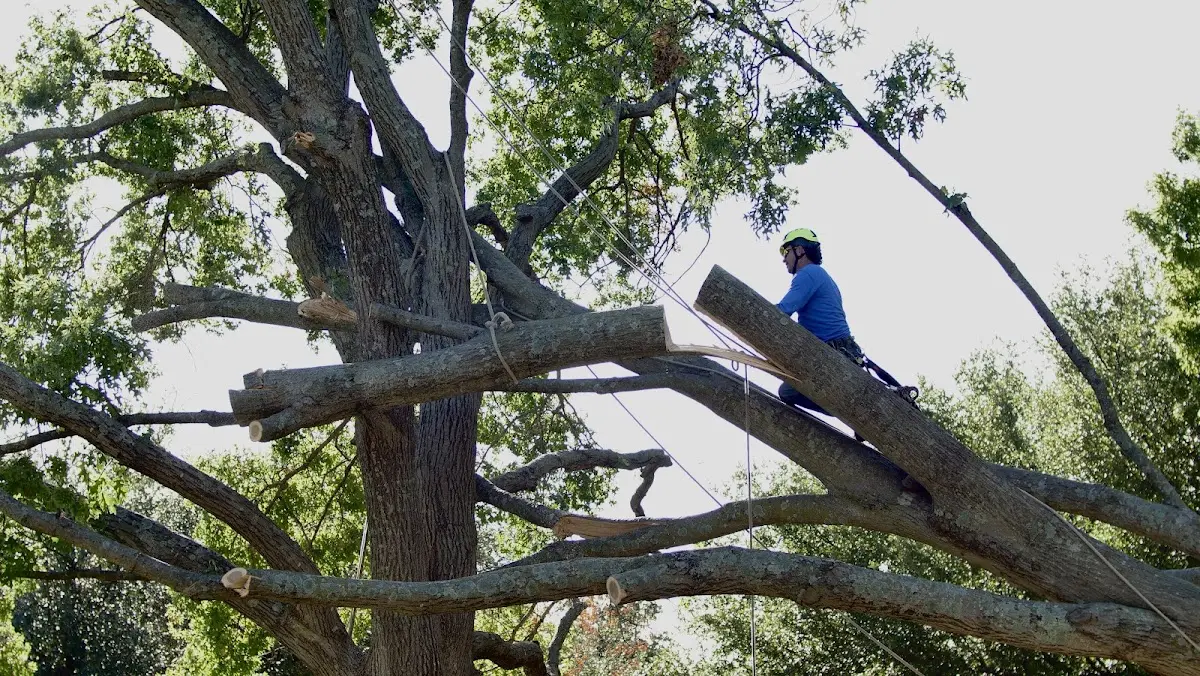 Professional Crown Thinning performed by certified arborists in Chandlerville