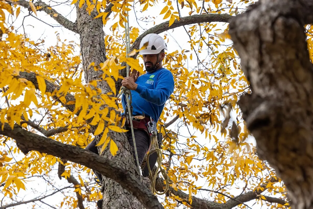 Skilled Storm Damage Cleanup crew working in Chandlerville